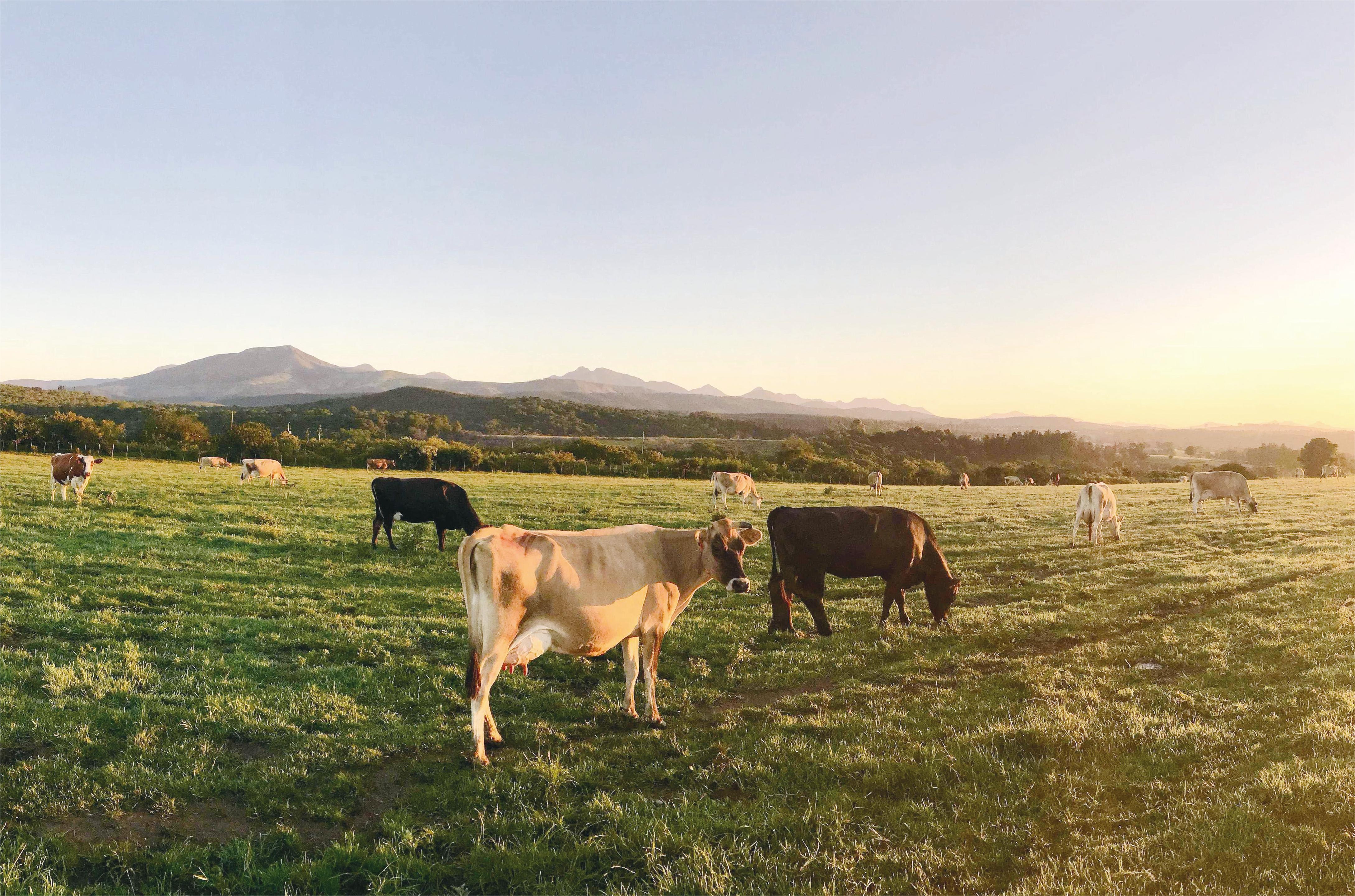 1685689661733005.jpeg image1.jpeg